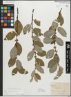 Foto von Salix myrsinifolia Salisb.